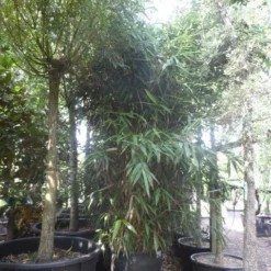 Bamboe (Pseudosasa Japonica) -Tuin Stek Verkoop pseudosasa japonica 200 300 c240 extra