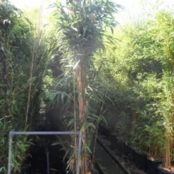 Bamboe (Pseudosasa Japonica) -Tuin Stek Verkoop pseudosasa japonica 250 300 c35