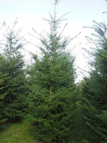 Douglasspar (Pseudotsuga Menziessii) 2 Douglasspar (Pseudotsuga Menziessii) - Afbeelding 2