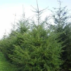 Douglasspar (Pseudotsuga Menziessii) 10 Douglasspar (Pseudotsuga Menziessii) -Tuin Stek Verkoop pseudotsuga menziesii 400 450 2