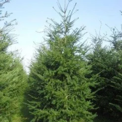 Douglasspar (Pseudotsuga Menziessii) 9 Douglasspar (Pseudotsuga Menziessii) -Tuin Stek Verkoop pseudotsuga menziesii 400 450 4