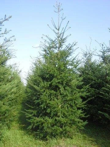 Douglasspar (Pseudotsuga Menziessii) 3 Douglasspar (Pseudotsuga Menziessii) - Afbeelding 3