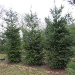 Douglasspar (Pseudotsuga Menziessii) 13 Douglasspar (Pseudotsuga Menziessii) -Tuin Stek Verkoop pseudotsuga menziesii 500