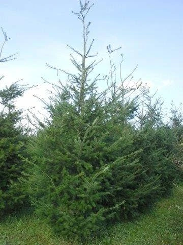 Douglasspar (Pseudotsuga Menziessii) 6 Douglasspar (Pseudotsuga Menziessii) - Afbeelding 6