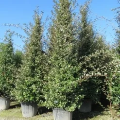 Steeneik Als Piramide (Quercus Ilex) -Tuin Stek Verkoop quercus ilex piramide