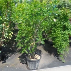 Oostenrijkse Eik (Quercus Turneri 'Pseudoturneri') -Tuin Stek Verkoop quercus turneri pseudoturneri 125 150 175 c35