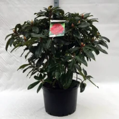 Rhododendron (Rhododendron 'Halfdan Lem') -Tuin Stek Verkoop r. halfdan lem c40
