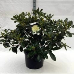 Rhododendron (Rhododendron 'Horizon Monarch') -Tuin Stek Verkoop r. horizon monarch c40