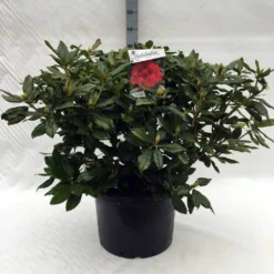 Rhododendron (Rhododendron 'Lord Roberts') -Tuin Stek Verkoop r. lord roberts c40