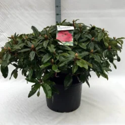 Rhododendron (Rhododendron 'Marie Forte') 20 Rhododendron (Rhododendron 'Marie Forte') -Tuin Stek Verkoop r. marie forte c40