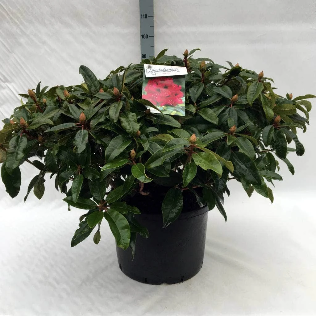 Rhododendron (Rhododendron 'Marie Forte') 9 Rhododendron (Rhododendron 'Marie Forte') - Afbeelding 9