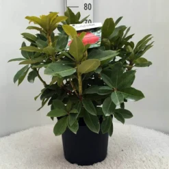 Rhododendron (Rhododendron 'Red Jack') -Tuin Stek Verkoop r. red jack c10 50 cm