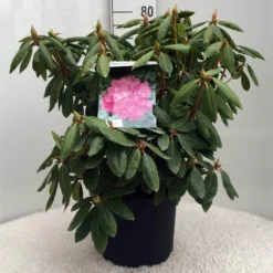 Rhododendron (Rhododendron 'Roseum Elegans') -Tuin Stek Verkoop r. roseum elegans c10 50 cm