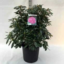 Rhododendron (Rhododendron 'Roseum Elegans') -Tuin Stek Verkoop r. roseum elegans c30