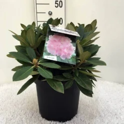 Dwergrhododendron (Rhododendron 'Dreamland') -Tuin Stek Verkoop r. y dreamland c5