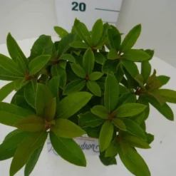 Rhododendron (Rhododendron 'Red Jack') -Tuin Stek Verkoop red jack c2 boven