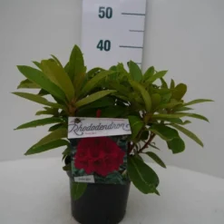 Rhododendron (Rhododendron 'Red Jack') -Tuin Stek Verkoop red jack c2 voor