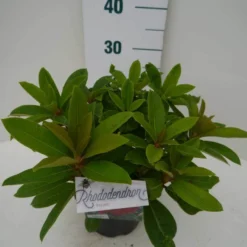 Rhododendron (Rhododendron 'Red Jack') -Tuin Stek Verkoop red jack c2 zij