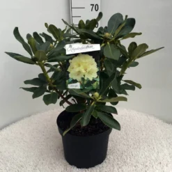 Rhododendron (Rhododendron 'Horizon Monarch') -Tuin Stek Verkoop rh. horizon monarch c10 50 cm