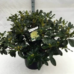 Rhododendron (Rhododendron 'Horizon Monarch') -Tuin Stek Verkoop rh. horizon monarch c40