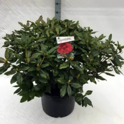 Rhododendron (Rhododendron 'Lord Roberts') -Tuin Stek Verkoop rh. lord roberts c40