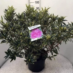 Bosrhododendron (Rhododendron Ponticum 'Variegatum') -Tuin Stek Verkoop rh. pont. variegatum c20