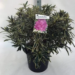 Bosrhododendron (Rhododendron Ponticum 'Variegatum') -Tuin Stek Verkoop rh. pont. variegatum c30