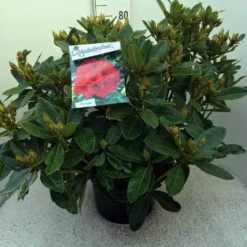 Rhododendron (Rhododendron 'Red Jack') -Tuin Stek Verkoop rh. red jack c20
