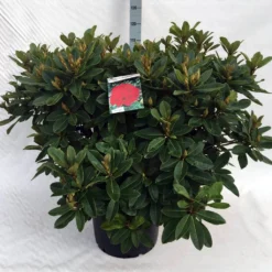 Rhododendron (Rhododendron 'Red Jack') -Tuin Stek Verkoop rh. red jack c40