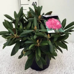 Dwergrhododendron (Rhododendron 'Polaris') -Tuin Stek Verkoop rh. y polaris c5