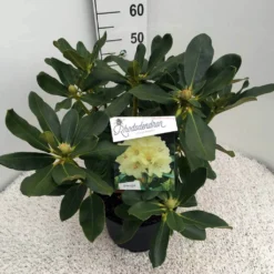 Rhododendron (Rhododendron 'Horizon Monarch') -Tuin Stek Verkoop rho. horizon monarch c10 50 cm 1