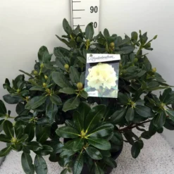 Rhododendron (Rhododendron 'Horizon Monarch') -Tuin Stek Verkoop rho. horizon monarch c20