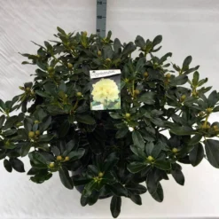 Rhododendron (Rhododendron 'Horizon Monarch') -Tuin Stek Verkoop rho. horizon monarch c40 1