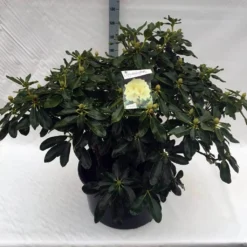 Rhododendron (Rhododendron 'Horizon Monarch') -Tuin Stek Verkoop rho. horizon monarch c80