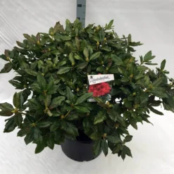 Rhododendron (Rhododendron 'Lord Roberts') -Tuin Stek Verkoop rho. lord roberts c40