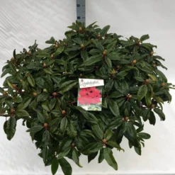 Rhododendron (Rhododendron 'Marie Forte') 18 Rhododendron (Rhododendron 'Marie Forte') -Tuin Stek Verkoop rho. marie forte c40