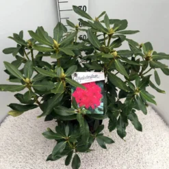 Rhododendron (Rhododendron 'Nova Zembla') -Tuin Stek Verkoop rho. nova zembla c10 50 cm