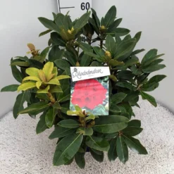 Rhododendron (Rhododendron 'Red Jack') -Tuin Stek Verkoop rho. red jack c10 50 cm