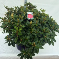 Rhododendron (Rhododendron 'Red Jack') -Tuin Stek Verkoop rho. red jack c80