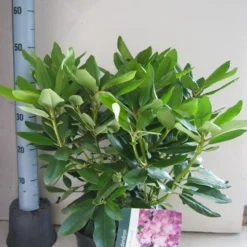 Rhododendron (Rhododendron Catawbiense 'Boursault') -Tuin Stek Verkoop rhododendron boursault c5 aug