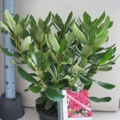 Rhododendron (Rhododendron 'Nova Zembla') -Tuin Stek Verkoop rhododendron nova zembla c5 aug