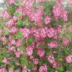 Ribes (Ribes Sanguineum 'King Edward VII') -Tuin Stek Verkoop ribes king edward2