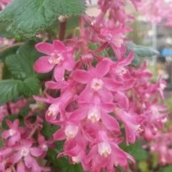 Ribes (Ribes Sanguineum 'King Edward VII') -Tuin Stek Verkoop ribes king edward 2