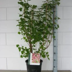 Ribes (Ribes Sanguineum 'King Edward VII') -Tuin Stek Verkoop ribes king edward c7 april
