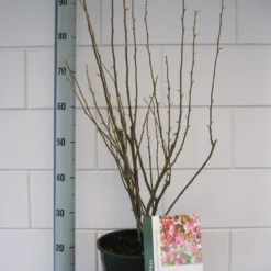 Ribes (Ribes Sanguineum 'King Edward VII') -Tuin Stek Verkoop ribes king edwards iv c7 okt