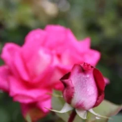 Grootbloemige Roos (Rosa 'Acapella') -Tuin Stek Verkoop rosa acapella 2