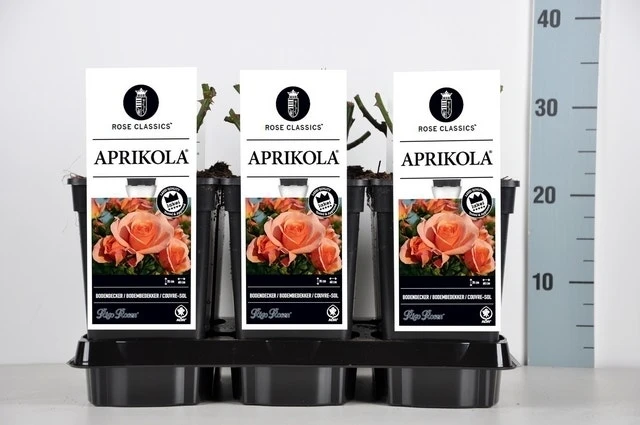 Bodembedekkende Roos (Rosa 'Aprikola') 2 Bodembedekkende Roos (Rosa 'Aprikola') - Afbeelding 2