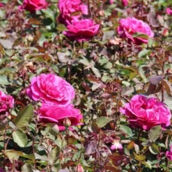 Speciale Roos (Rosa 'Blackberry Nip') -Tuin Stek Verkoop rosa blackberry nip 2 1