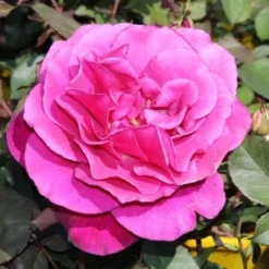 Speciale Roos (Rosa 'Blackberry Nip') -Tuin Stek Verkoop rosa blackberry nip 3