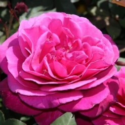 Speciale Roos (Rosa 'Blackberry Nip') -Tuin Stek Verkoop rosa blackberry nip 3 1